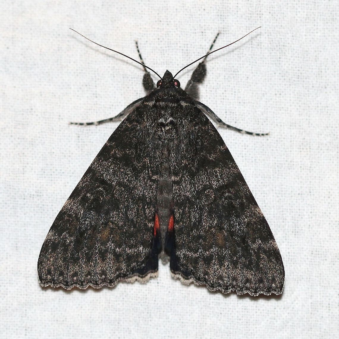 Catocala briseis Dark form Catocala briseis,Geotagged,Moth Week 2021,Summer,United States,insect,lepidoptera,moth,underwings