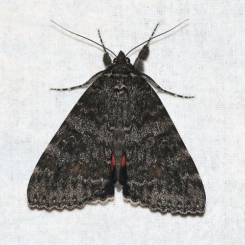 Catocala briseis Dark form Catocala briseis,Geotagged,Moth Week 2021,Summer,United States,insect,lepidoptera,moth,underwings