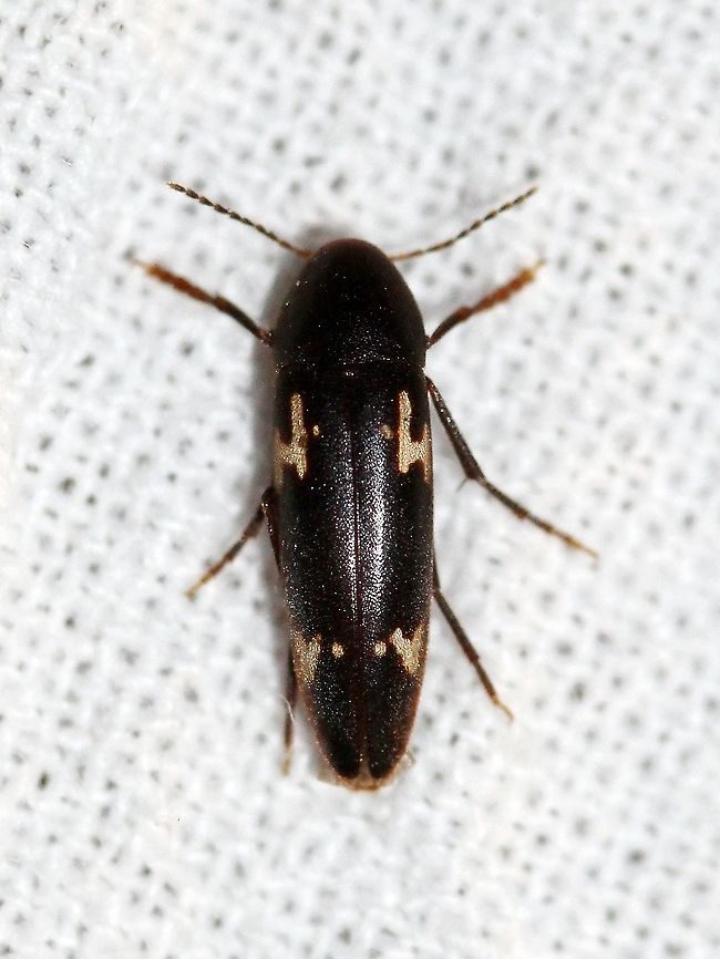 Dircaea liturata (False Darkling Beetle)  Dircaea liturata,False Darkling Beetle,Geotagged,Melandryidae,Summer,United States,beetle,coleoptera,insect