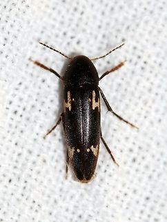 Dircaea liturata (False Darkling Beetle)  Dircaea liturata,False Darkling Beetle,Geotagged,Melandryidae,Summer,United States,beetle,coleoptera,insect