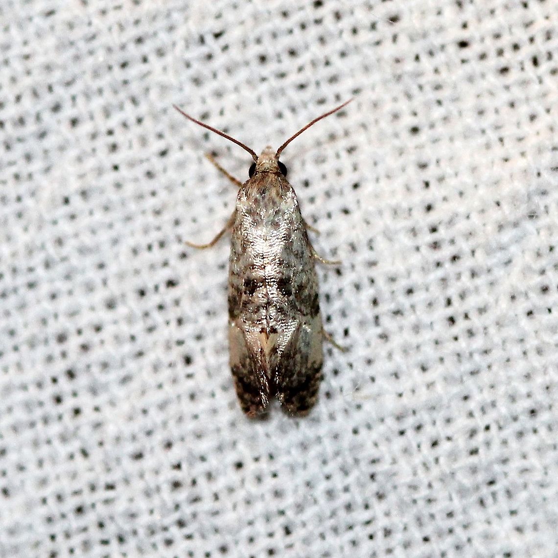 Cochylichroa arthuri  Cochylichroa arthuri,Cochylini,Geotagged,Moth Week 2021,Summer,Tortricidae,United States,insect,lepidoptera,moth