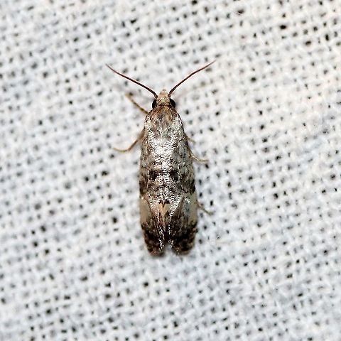 Cochylichroa arthuri  Cochylichroa arthuri,Cochylini,Geotagged,Moth Week 2021,Summer,Tortricidae,United States,insect,lepidoptera,moth