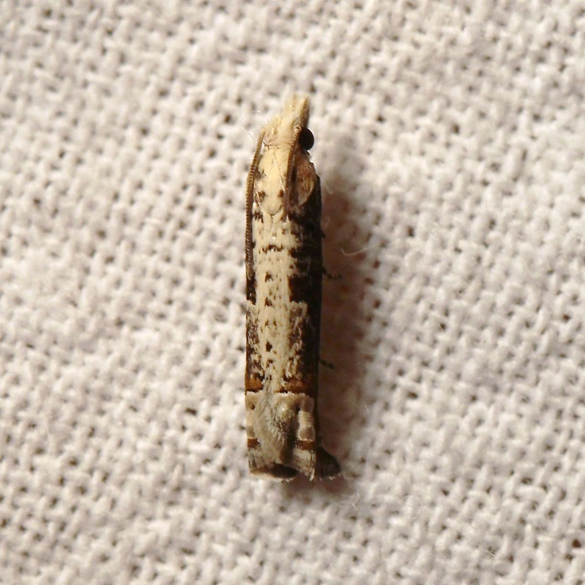 Suleima cinerodorsana Another example of Suleima cinerodorsana. Ashy Suleima,Geotagged,Moth Week 2021,Suleima cinerodorsana,Summer,Tortricidae,United States,insect,lepidoptera,moth