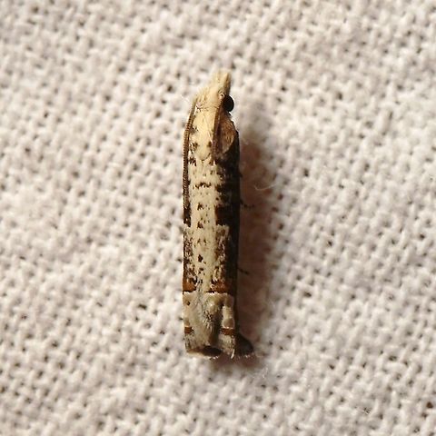 Suleima cinerodorsana Another example of Suleima cinerodorsana. Ashy Suleima,Geotagged,Moth Week 2021,Suleima cinerodorsana,Summer,Tortricidae,United States,insect,lepidoptera,moth