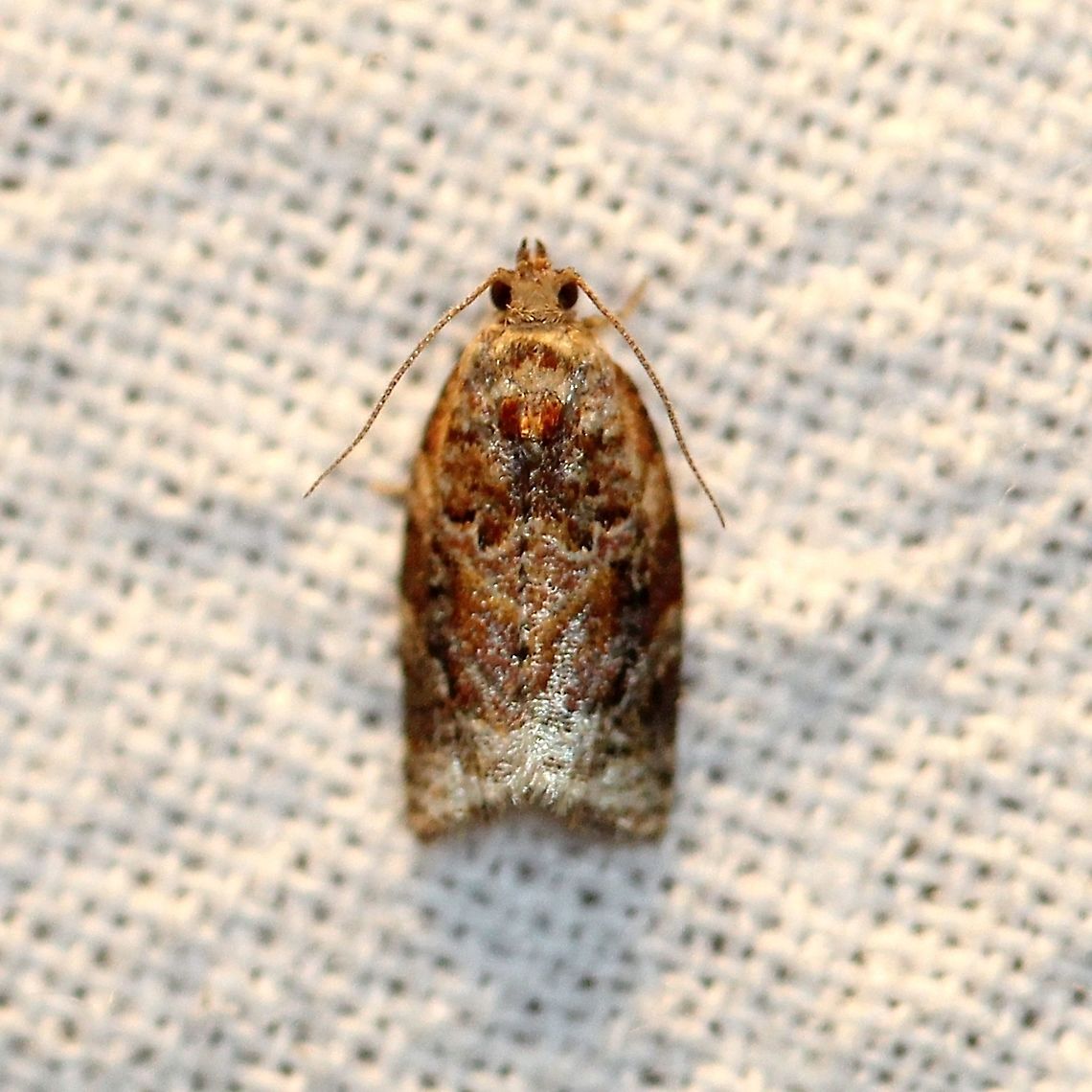 Argyrotaenia velutinana  Argyrotaenia velutinana,Geotagged,Moth Week 2021,Red-banded leafroller moth,Summer,Tortricidae,United States,insect,lepidoptera,moth