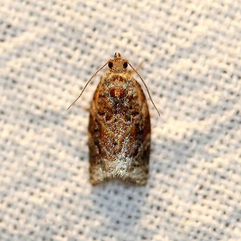 Argyrotaenia velutinana  Argyrotaenia velutinana,Geotagged,Moth Week 2021,Red-banded leafroller moth,Summer,Tortricidae,United States,insect,lepidoptera,moth