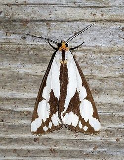 Haploa lecontei  Erebidae,Geotagged,Haploa lecontei,Lecontes haploa,Moth Week 2021,Summer,United States,insect,lepidoptera,moth