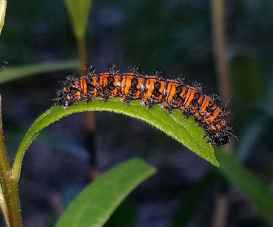 Euphydryas phaeton Caterpillar feeding on flat-top white aster (Doellingeria umbellata) in a brushy field near a wetland edge. Baltimore Checkerspot,Doellingeria umbellata,Euphydryas phaeton,Geotagged,Lepidoptera,Spring,United States,butterfly,butterfly larva,caterpillar,insect