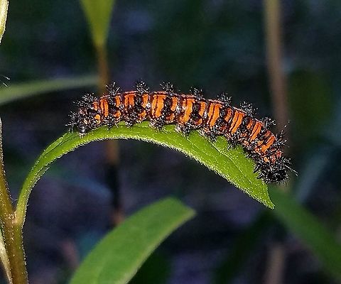 Euphydryas phaeton Caterpillar feeding on flat-top white aster (Doellingeria umbellata) in a brushy field near a wetland edge. Baltimore Checkerspot,Doellingeria umbellata,Euphydryas phaeton,Geotagged,Lepidoptera,Spring,United States,butterfly,butterfly larva,caterpillar,insect