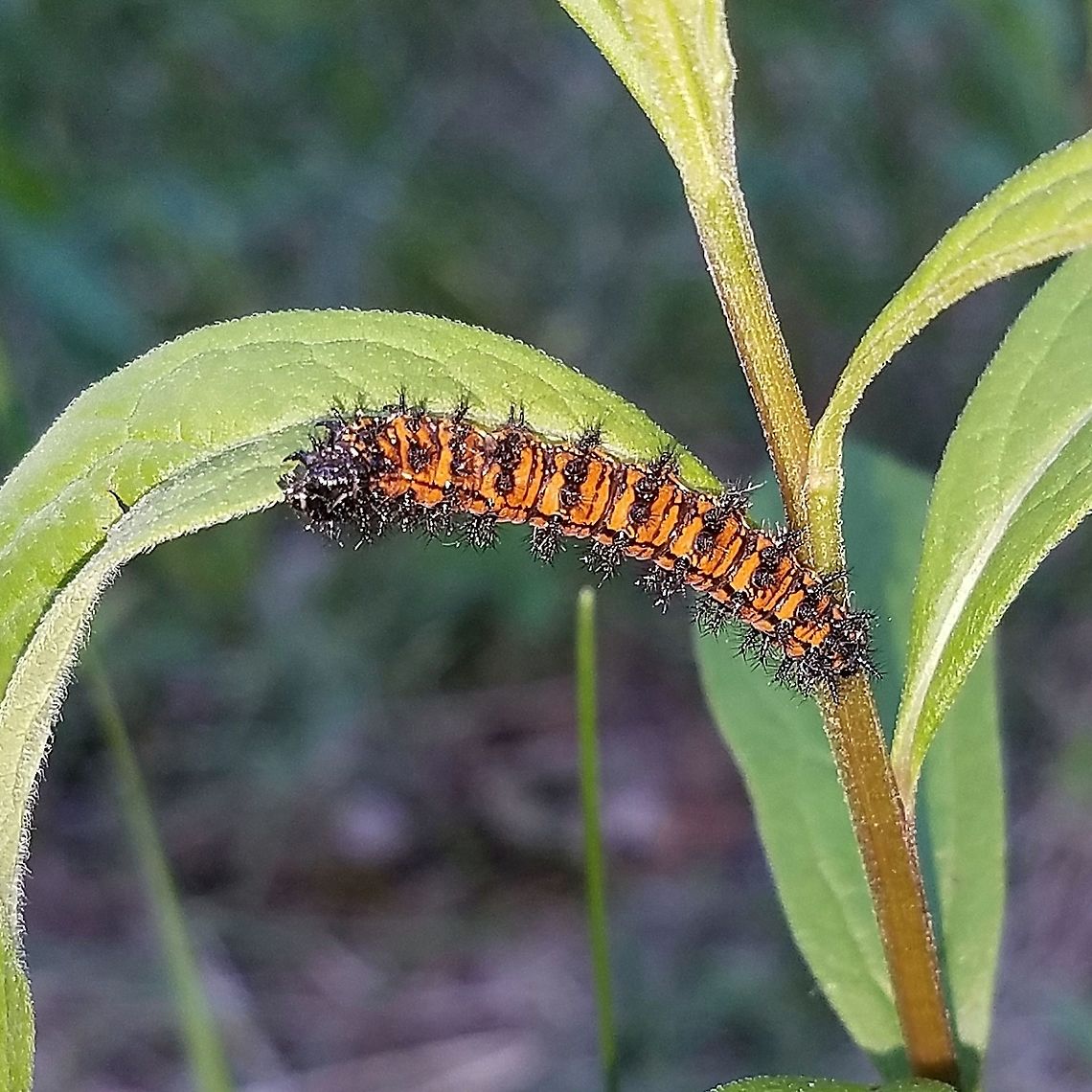 Euphydryas phaeton Caterpillar feeding on flat-top white aster (Doellingeria umbellata) in a brushy field near a wetland edge. Baltimore Checkerspot,Doellingeria umbellata,Euphydryas phaeton,Geotagged,Lepidoptera,Spring,United States,butterfly,butterfly larva,caterpillar,insect