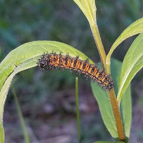 Euphydryas phaeton Caterpillar feeding on flat-top white aster (Doellingeria umbellata) in a brushy field near a wetland edge. Baltimore Checkerspot,Doellingeria umbellata,Euphydryas phaeton,Geotagged,Lepidoptera,Spring,United States,butterfly,butterfly larva,caterpillar,insect