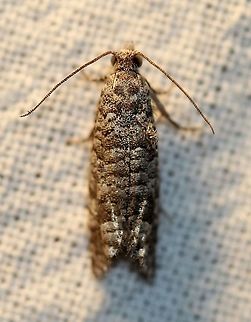 Retinia gemistrigulana  Geotagged,Lepidoptera,Olethreutinae,Retinia gemistrigulana,Summer,Tortricidae,United States,insect,moth