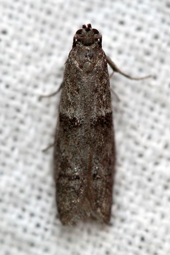 Wockia asperipunctella  False Burnet Moths,Geotagged,Lepidoptera,Summer,United States,Urodidae,Wockia asperipunctella,insect,moth