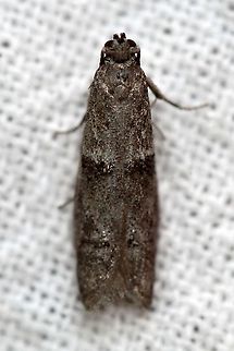 Wockia asperipunctella  False Burnet Moths,Geotagged,Lepidoptera,Summer,United States,Urodidae,Wockia asperipunctella,insect,moth