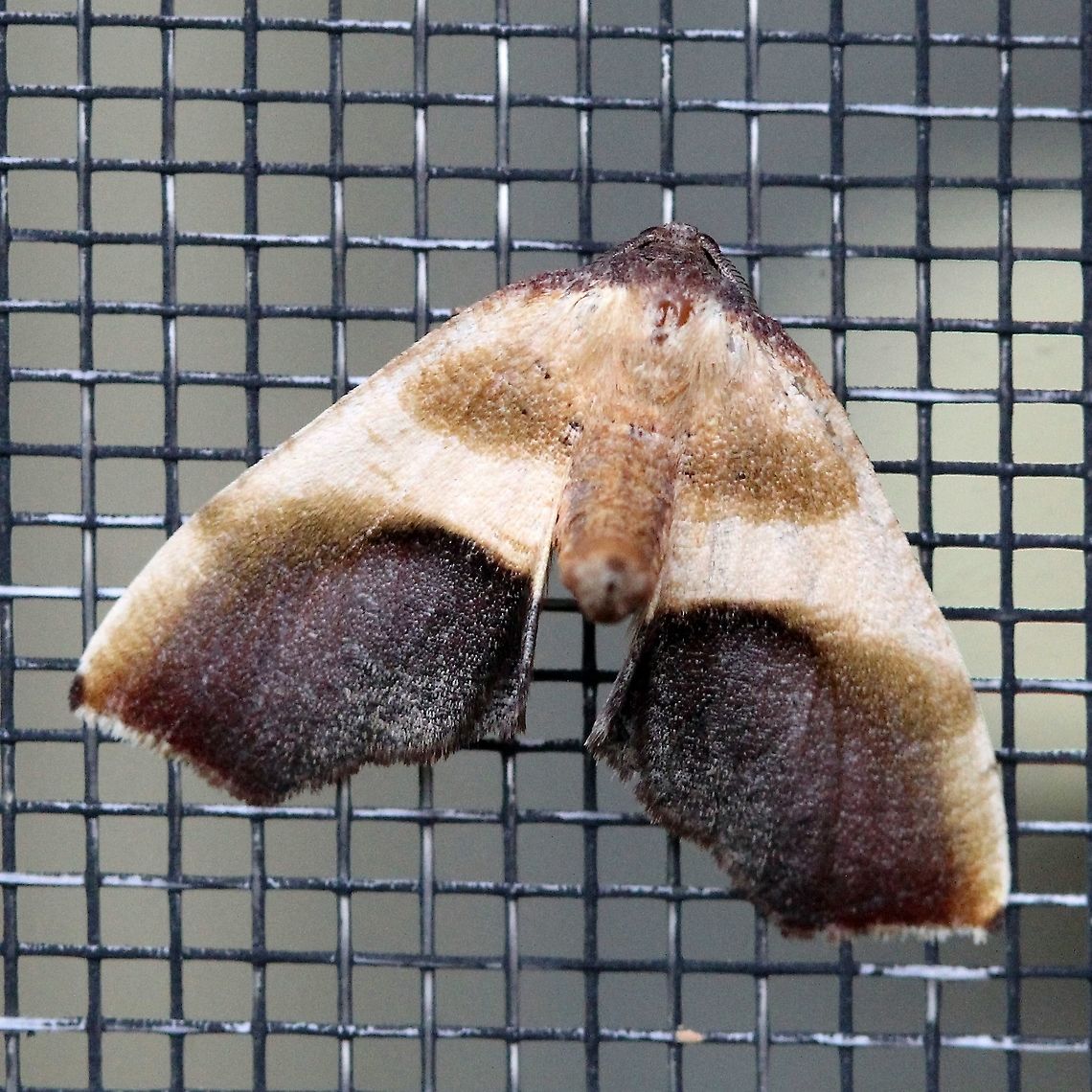 Plagodis kuetzingi  Geometridae,Geotagged,Lepidoptera,Moth Week 2021,Plagodis kuetzingi,Spring,United States,insect,moth,purple plagodis