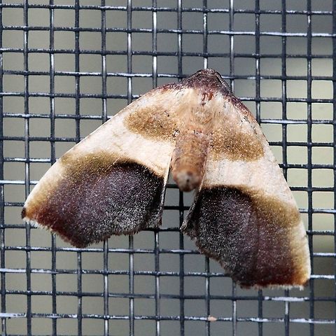 Plagodis kuetzingi  Geometridae,Geotagged,Lepidoptera,Moth Week 2021,Plagodis kuetzingi,Spring,United States,insect,moth,purple plagodis