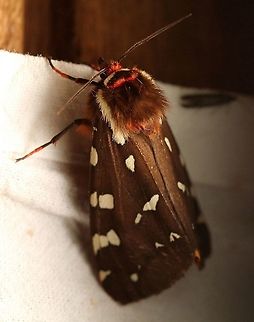 Platarctia parthenos (Arctia parthenos)  Arctia parthenos,Erebidae,Geotagged,Lepidoptera,Moth Week 2021,Platarctia parthenos,Spring,St. Lawrence tiger moth,United States,insect,moth
