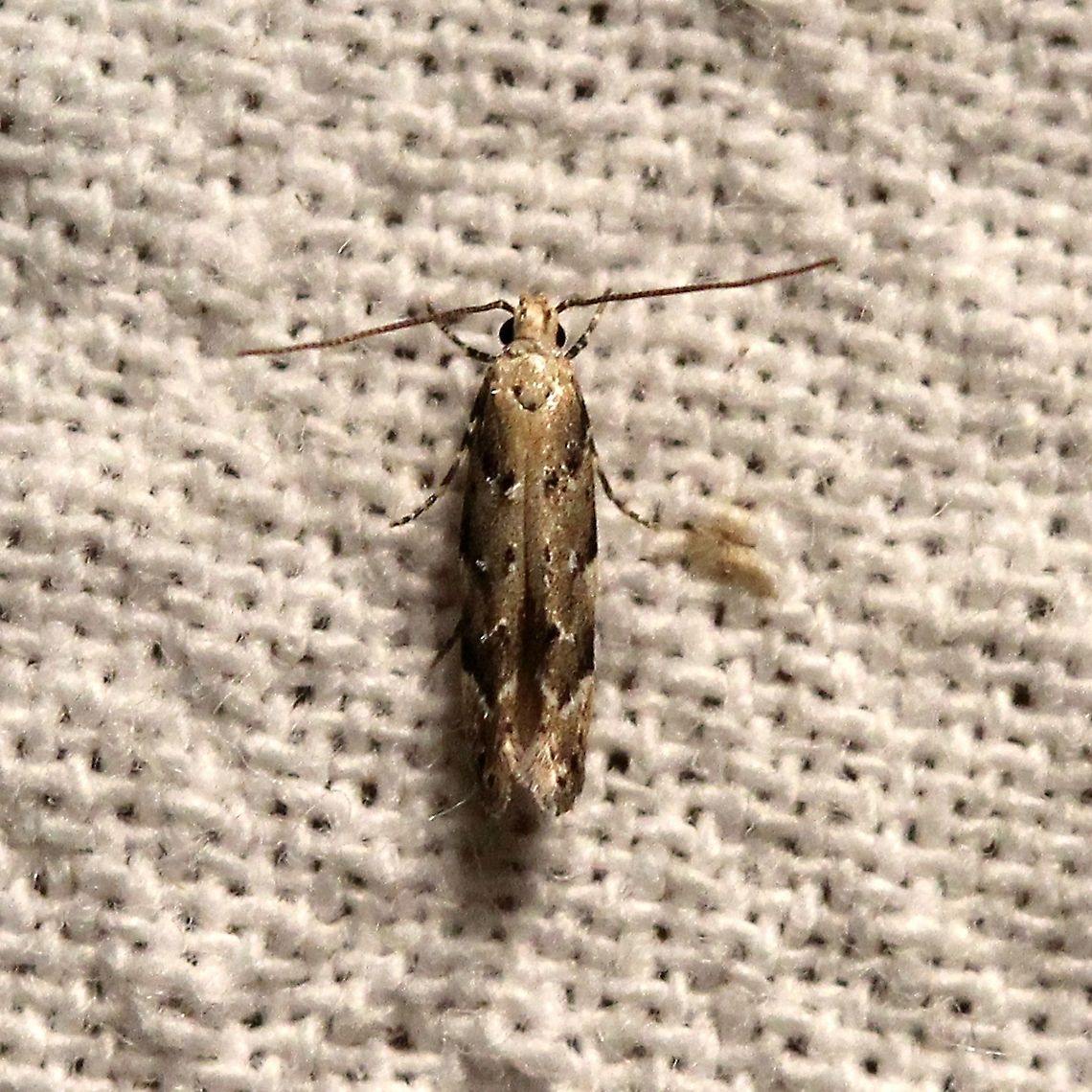 Coleotechnites coniferella  Coleotechnites coniferella,Conifer Needleminer,Gelechiidae,Geotagged,Lepidoptera,Moth Week 2021,Summer,United States,insect,moth