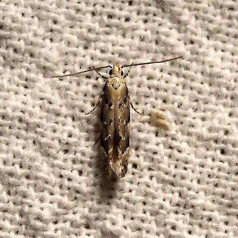 Coleotechnites coniferella  Coleotechnites coniferella,Conifer Needleminer,Gelechiidae,Geotagged,Lepidoptera,Moth Week 2021,Summer,United States,insect,moth