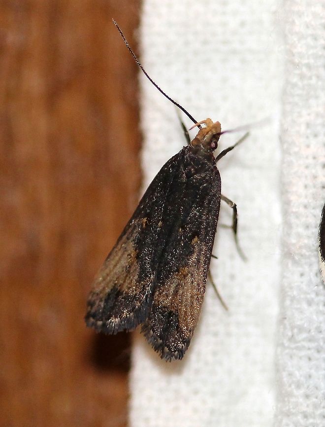 Dichomeris offula If this id is correct then this is a huge range extension for the species.<br />
<a href="http://mothphotographersgroup.msstate.edu/species.php?hodges=2305.1" rel="nofollow">http://mothphotographersgroup.msstate.edu/species.php?hodges=2305.1</a><br />
<a href="https://bugguide.net/node/view/827946/data" rel="nofollow">https://bugguide.net/node/view/827946/data</a> Dichomeris offula,Gelechiidae,Geotagged,Lepidoptera,Moth Week 2021,Summer,United States,insect,moth