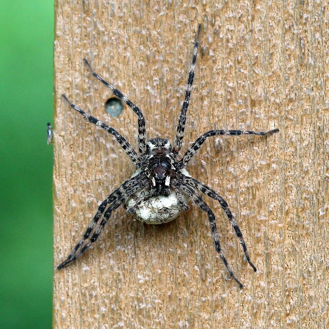 Dolomedes tenebrosus Female with an egg sac. Dark Fishing Spider,Dolomedes tenebrosus,Geotagged,Nursery Web Spiders,Pisauridae,Spring,Summer,United States,arachnida,spider