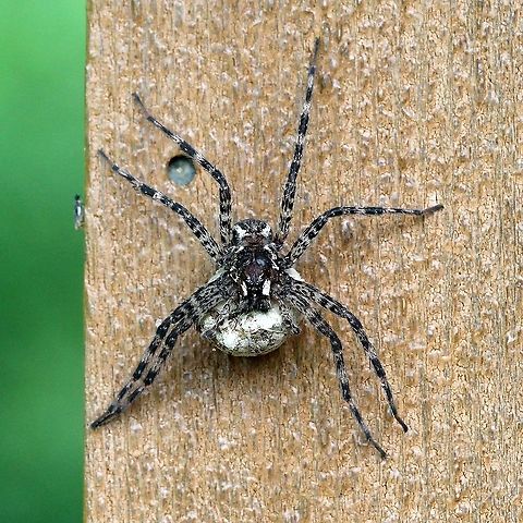 Dolomedes tenebrosus Female with an egg sac. Dark Fishing Spider,Dolomedes tenebrosus,Geotagged,Nursery Web Spiders,Pisauridae,Spring,Summer,United States,arachnida,spider