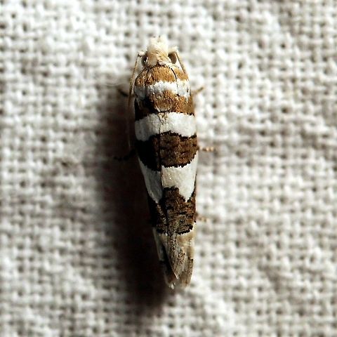 Pelochrista robinsonana  Eucosma robinsonana,Geotagged,Moth Week 2021,Pelochrista robinsonana,Robinson's Pelochrista Moth,Spring,Tortricidae,United States,insect,lepidoptera,moth