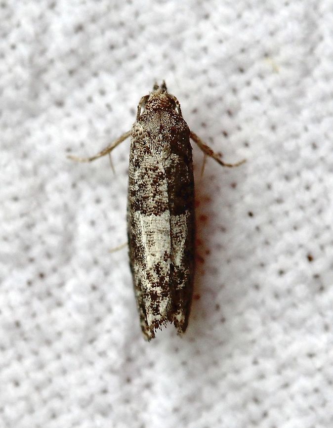 Spilonota ocellana  Eye-spotted Bud Moth,Geotagged,Lepidoptera,Moth Week 2021,Spilonota ocellana,Summer,United States,insect,moth
