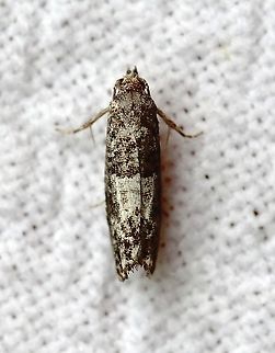 Spilonota ocellana  Eye-spotted Bud Moth,Geotagged,Lepidoptera,Moth Week 2021,Spilonota ocellana,Summer,United States,insect,moth