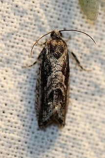 Cydia populana Maybe. Cydia lacustrina and Cydia populana are similar looking. Cydia populana,Geotagged,Lepidoptera,Moth Week 2021,Spring,Tortricidae,United States,insect,moth