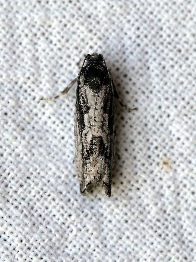 Cydia lacustrina Probably Cydia lacustrina but C. populana is similar looking. This moth resembles some examples of Cydia lacustrina at Bug Guide.<br />
<a href="https://bugguide.net/node/view/1525994" rel="nofollow">https://bugguide.net/node/view/1525994</a><br />
<a href="https://bugguide.net/node/view/1073888/bgimage" rel="nofollow">https://bugguide.net/node/view/1073888/bgimage</a><br />
<a href="https://bugguide.net/node/view/932518/bgimage" rel="nofollow">https://bugguide.net/node/view/932518/bgimage</a> Cydia lacustrina,Geotagged,Moth Week 2021,Spring,Tortricidae,United States,insect,lepidoptera,moth