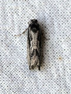 Cydia lacustrina Probably Cydia lacustrina but C. populana is similar looking. This moth resembles some examples of Cydia lacustrina at Bug Guide.
https://bugguide.net/node/view/1525994
https://bugguide.net/node/view/1073888/bgimage
https://bugguide.net/node/view/932518/bgimage Cydia lacustrina,Geotagged,Moth Week 2021,Spring,Tortricidae,United States,insect,lepidoptera,moth