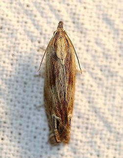 Eucosma formosana  Beautiful Phaneta Moth,Eucosma formosana,Geotagged,Lepidoptera,Moth Week 2021,Spring,Tortricidae,United States,insect,moth