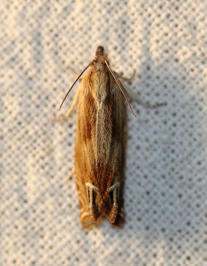 Eucosma formosana  Beautiful Phaneta Moth,Eucosma formosana,Geotagged,Lepidoptera,Moth Week 2021,Spring,Tortricidae,United States,insect,moth