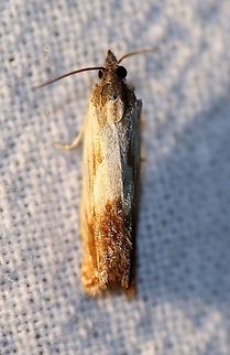 Eucosma umbrastriana  Eucosma umbrastriana,Geotagged,Lepidoptera,Moth Week 2021,Spring,Tortricidae,United States,insect,moth