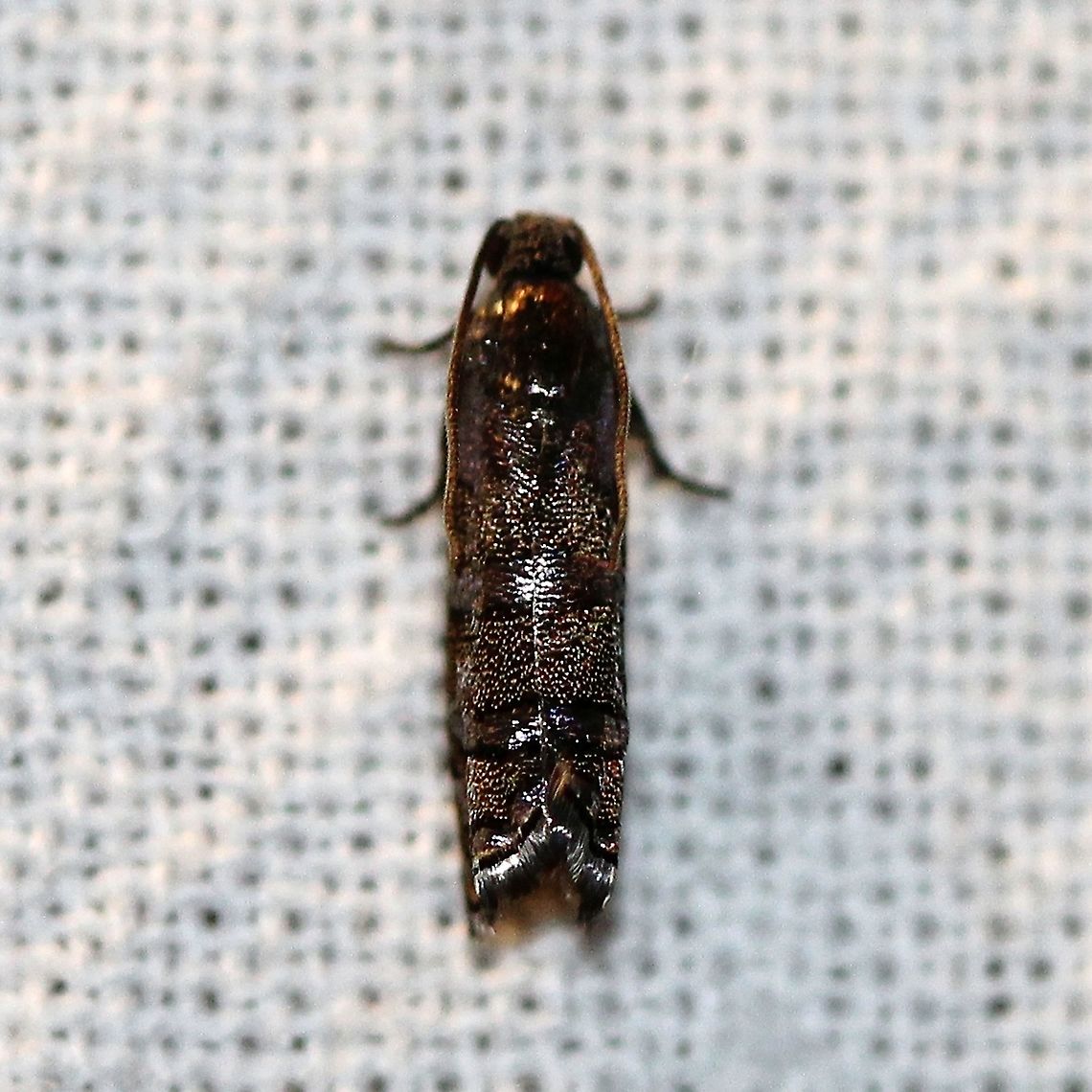 Cydia toreuta  Cydia toreuta,Eastern pine seedworm moth,Geotagged,Lepidoptera,Spring,Tortricidae,United States,insect,moth