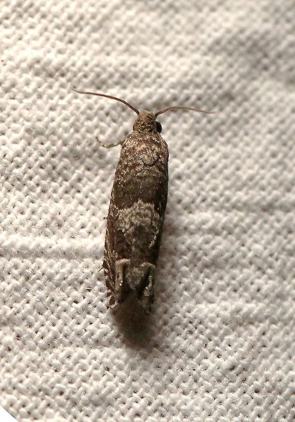 Eucosma parmatana  Aster Eucosma Moth,Eucosma parmatana,Geotagged,Lepidoptera,Moth Week 2021,Summer,Tortricidae,United States,insect,moth