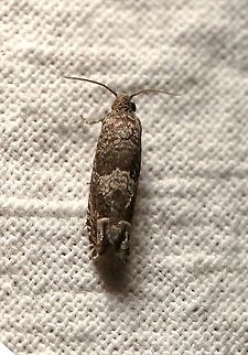 Eucosma parmatana  Aster Eucosma Moth,Eucosma parmatana,Geotagged,Lepidoptera,Moth Week 2021,Summer,Tortricidae,United States,insect,moth