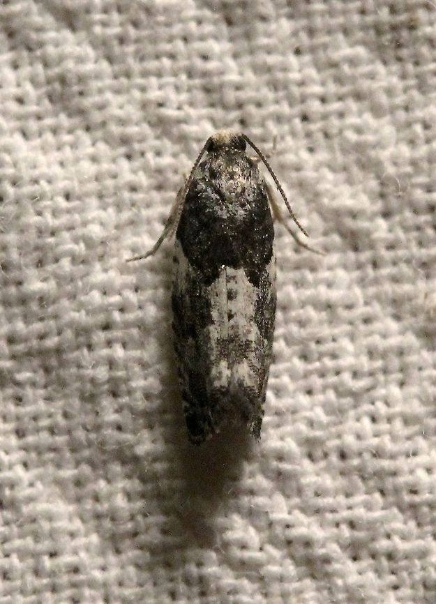Gypsonoma adjuncta  Geotagged,Gypsonoma adjuncta,Lepidoptera,Moth Week 2021,Spring,Tortricidae,United States,insect,moth