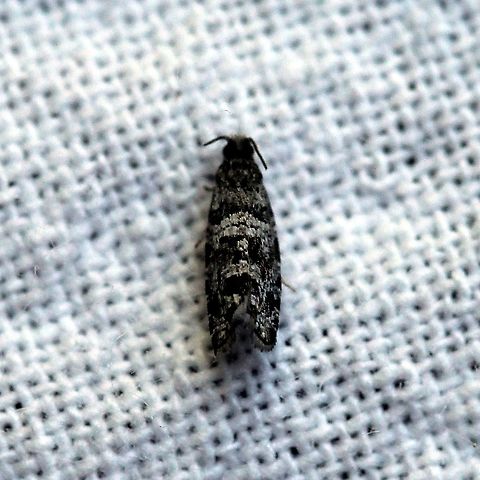 Taniva albolineana  Geotagged,Lepidoptera,Moth Week 2021,Spring,Spruce Needleminer,Taniva albolineana,Tortricidae,United States,insect,moth