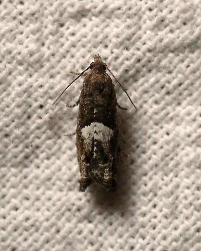 Epinotia momonana  Epinotia momonana,Geotagged,Lepidoptera,Moth Week 2021,Summer,Tortricidae,United States,insect,moth