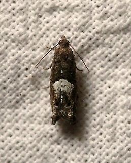 Epinotia momonana  Epinotia momonana,Geotagged,Lepidoptera,Moth Week 2021,Summer,Tortricidae,United States,insect,moth