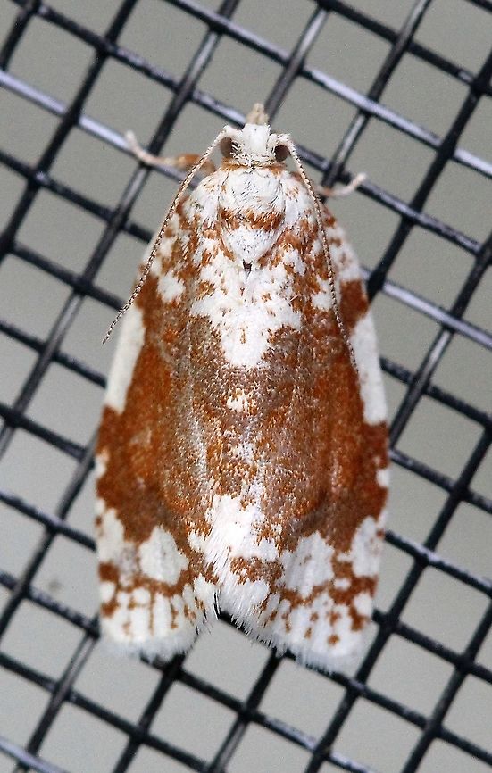 Argyrotaenia alisellana  Argyrotaenia alisellana,Geotagged,Lepidoptera,Moth Week 2021,Spring,Tortricidae,United States,White-spotted leafroller,insect,moth
