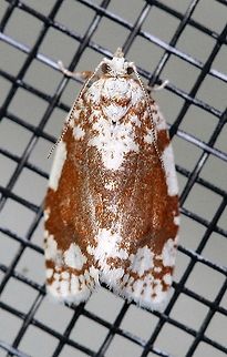 Argyrotaenia alisellana  Argyrotaenia alisellana,Geotagged,Lepidoptera,Moth Week 2021,Spring,Tortricidae,United States,White-spotted leafroller,insect,moth