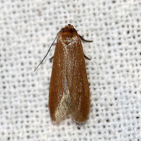Holcocera immaculella  Blastobasidae,Gelechioidea,Geotagged,Holcocera immaculella,Lepidoptera,Moth Week 2021,Spring,Twirler Moths,United States,insect,moth