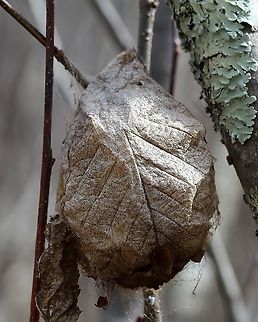 Hyalophora sp. cocoon In an alder swamp with tamarack trees. Tamarack is a host species for Hyalophora columbia but identification to species based on the cocoon is next to impossible. I checked this cocoon in late July and it had not hatched. Geotagged,Hyalophora,Hyalophora columbia,Lepidoptera,Moth Week 2021,Saturnidae,Spring,United States,alder,cocoon,insect,moth,tamarack