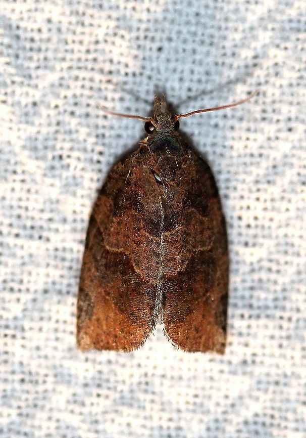 Pandemis limitata  Geotagged,Lepidoptera,Moth Week 2021,Pandemis limitata,Summer,Three-lined leafroller,Tortricidae,United States,insect,moth