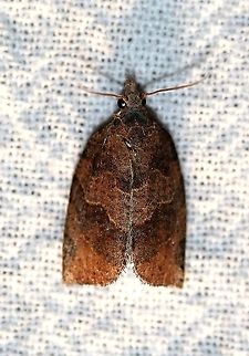 Pandemis limitata  Geotagged,Lepidoptera,Moth Week 2021,Pandemis limitata,Summer,Three-lined leafroller,Tortricidae,United States,insect,moth