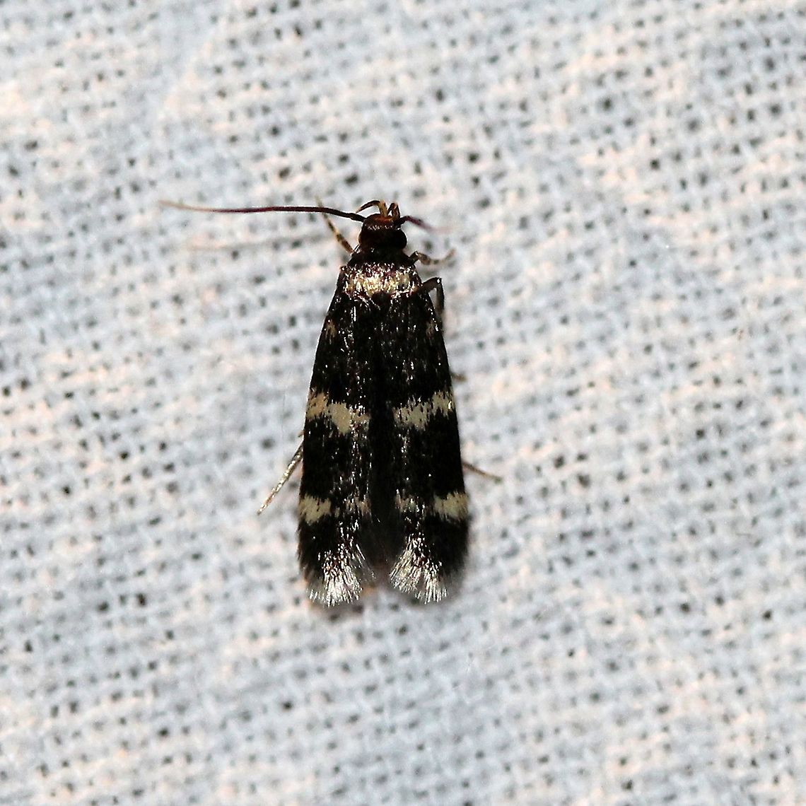 Oegoconia novimundi  Autostichidae,Four-spotted Yellowneck,Geotagged,Lepidoptera,Moth Week 2021,Oegoconia novimundi,Oegoconiinae,Summer,United States,insect,moth