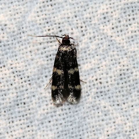 Oegoconia novimundi  Autostichidae,Four-spotted Yellowneck,Geotagged,Lepidoptera,Moth Week 2021,Oegoconia novimundi,Oegoconiinae,Summer,United States,insect,moth